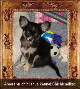 Chihuahua puppy Amora