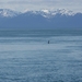 ALASKAcruise Icy Strait Point (63)