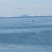 ALASKAcruise Icy Strait Point (80)