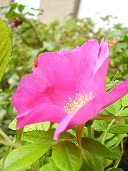 bloem van de rozebottel