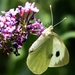 Witte vlinder