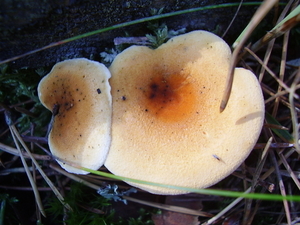 in het bos veel paddenstoelen