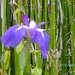donkerblauwe iris in vijver