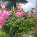 hanging basket roze begonia\'s en bacopa\'s