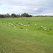 een weide vol schapen