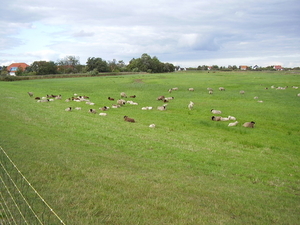 een weide vol schapen