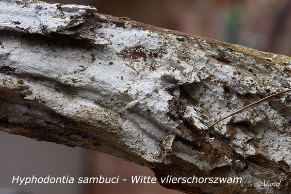 Hyphodontia-sambuci-20100305_9962MH-06--Witte-vlierschorszwam
