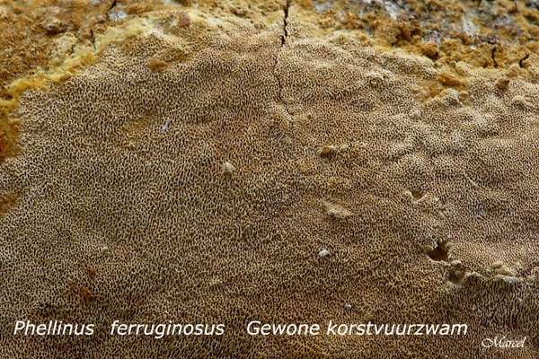 Phellinus-ferruginosus-20100304_9944MH-06-Gewone-korstvuurzwam