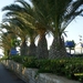 wandelweg met palmen