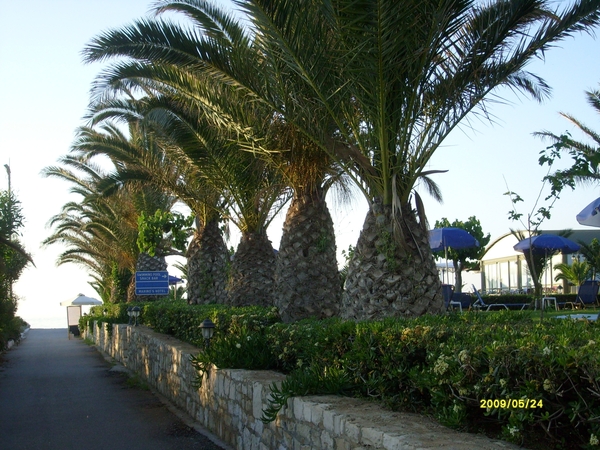 wandelweg met palmen