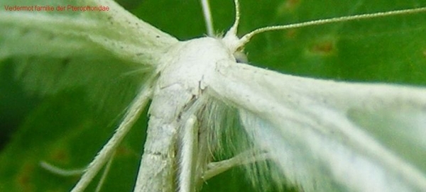 Vedermot familie der Pterophoridae5