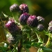 Groot Dikkopje met roltong op Akkerdistel