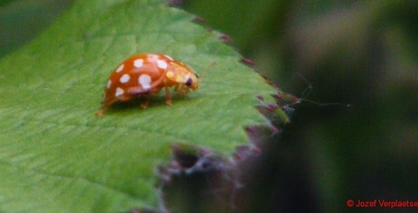 Meeldauwlieveheersbeestje (Halyzia sedecimguttata),.