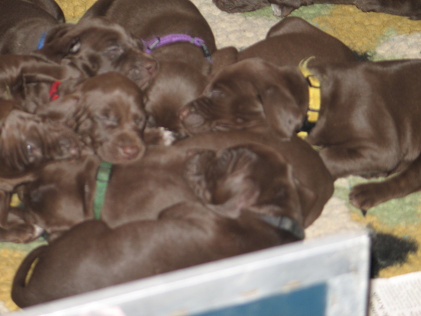 Een mandje vol pups