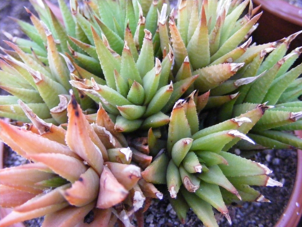haworthia  augustifolia