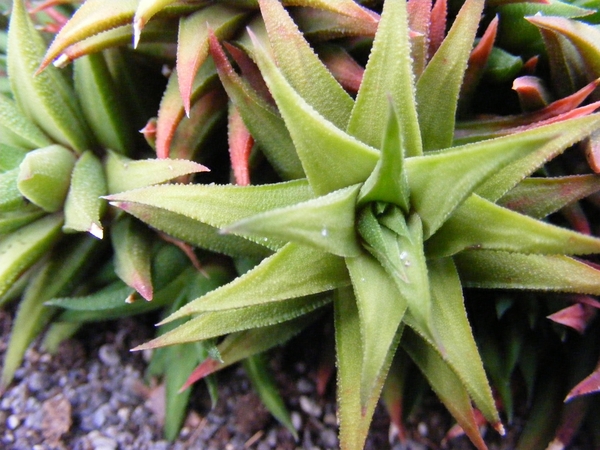 haworthia  augustifolia  . v . liliputana                        