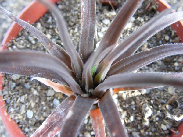 haworthia  augustifolia . v . grandis