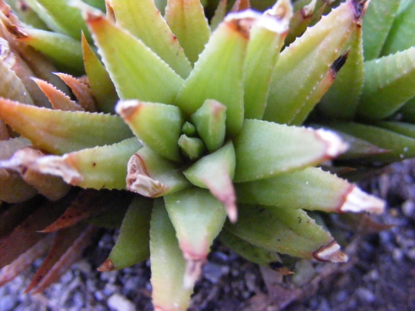 haworthia  augustifolia.                                         