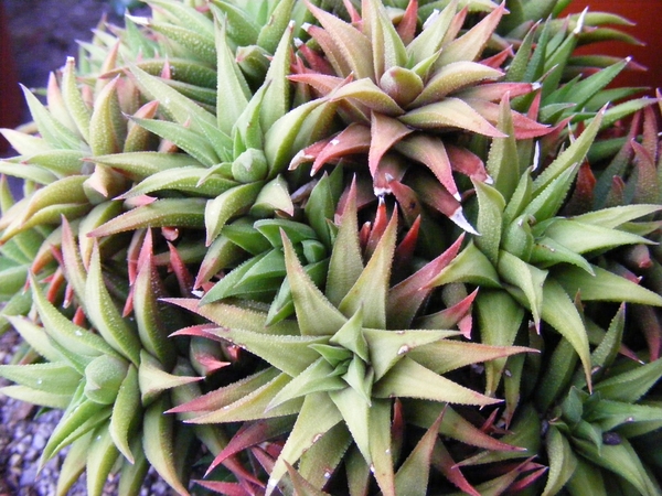 haworthia  augustifolia.  . v . liliputana