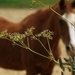 Paard of plant?