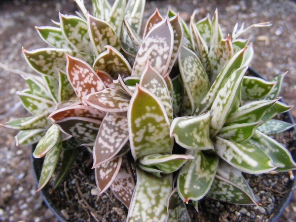 gasteria  bicolor . v . liliputana
