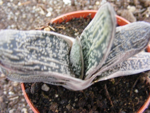 gasteria  sp -   green ice