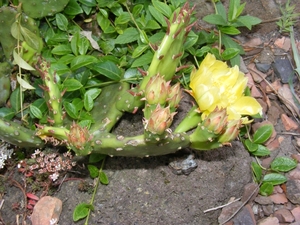 opuntia.humifusa  outsite in the rockgarden   3