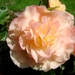 knolbegonia rose