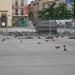 allemaal duiven op het marktplein