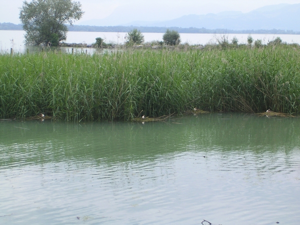 Broedende vogels aan de Bodensee