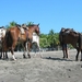 2006-12  268 Jaco-paarden 01-01-07