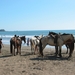 2006-12  270 Jaco paarden