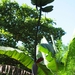 2007-01  278 Bananenboom