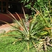 2007-01  280 Ananasplant