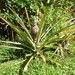 2007-01  281 Ananasplant