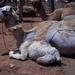 Kamelen melkerij bedrijf in de woestijn (Jordanie)
