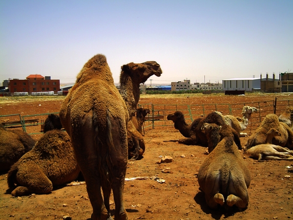 kamelen,woestijn