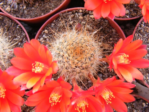 rebutia  fiabrigii.                                              