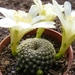 rebutia  krainziana  white