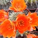 rebutia  pettersonii.                                           2