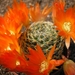 rebutia heliosa sp.van condor