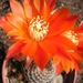 rebutia heliosa.v.cajascensis