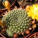 rebutia. einsteinii. v . aureiflora