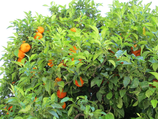 zure sinaasappel
