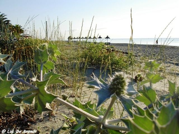 Corsica Corse