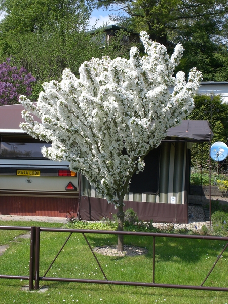een sierappelboom met een paar bloempjes