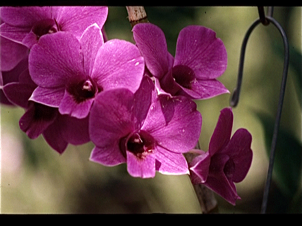 Singapore. Orchideen Kwekerij
