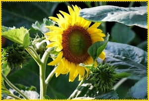 eerste zonnebloemen 2010