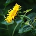 Koele dreven , zonnebloemen en wilde kaardenbol met  bijen 19 Ju 