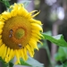 Koele dreven , zonnebloemen en wilde kaardenbol met  bijen 19 Ju 